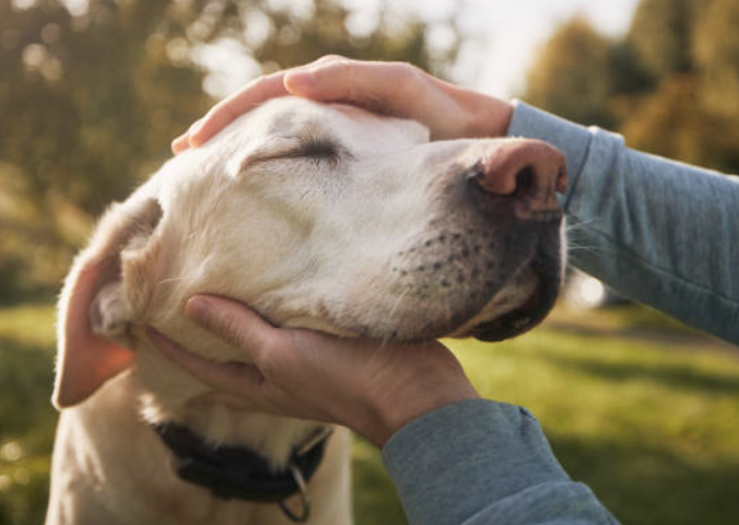 The Psychology of the Human-Animal Bond